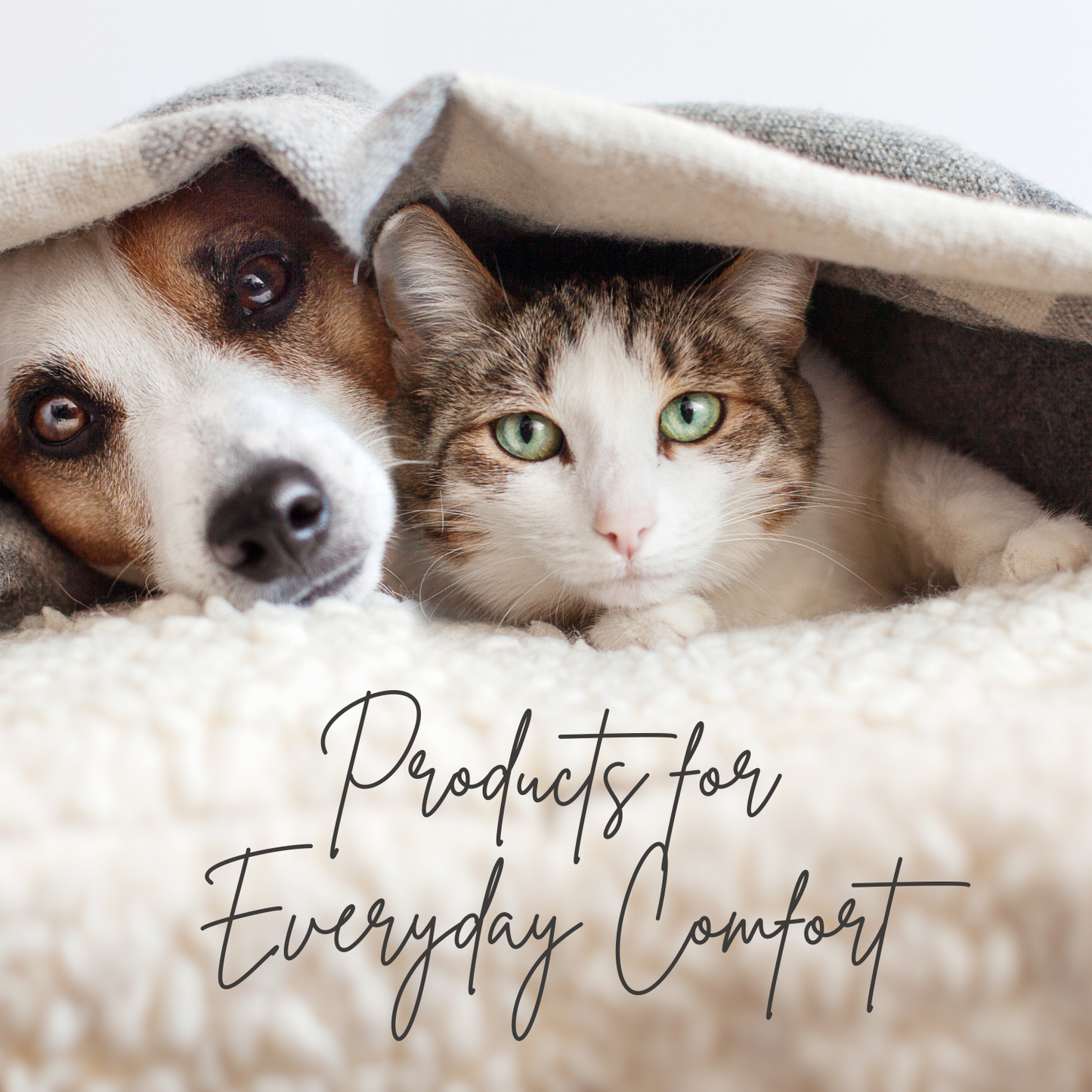 Dog and cat under a blanket with text 'Products for Everyday Comfort'