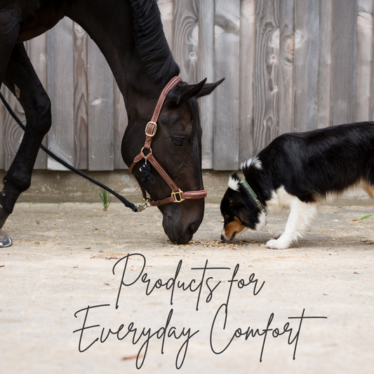 Horse and dog sniffing each other with text 'Products for Everyday Comfort' on a wooden floor.