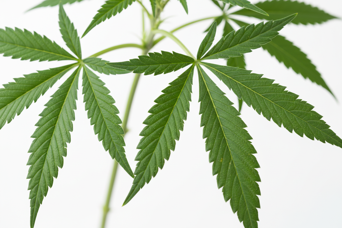 The Hidden Power of Cannabis Sativa Leaf Extract: New Study Reveals Rare Healing Compounds