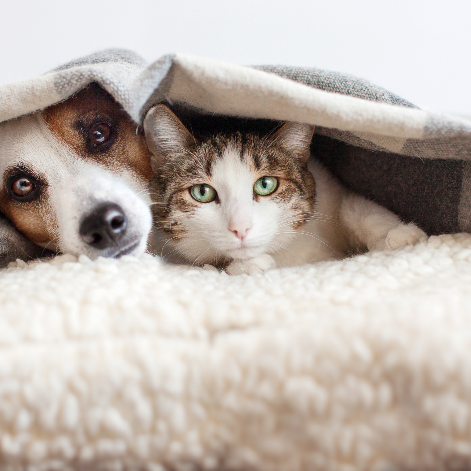 Shop CBD for Pets