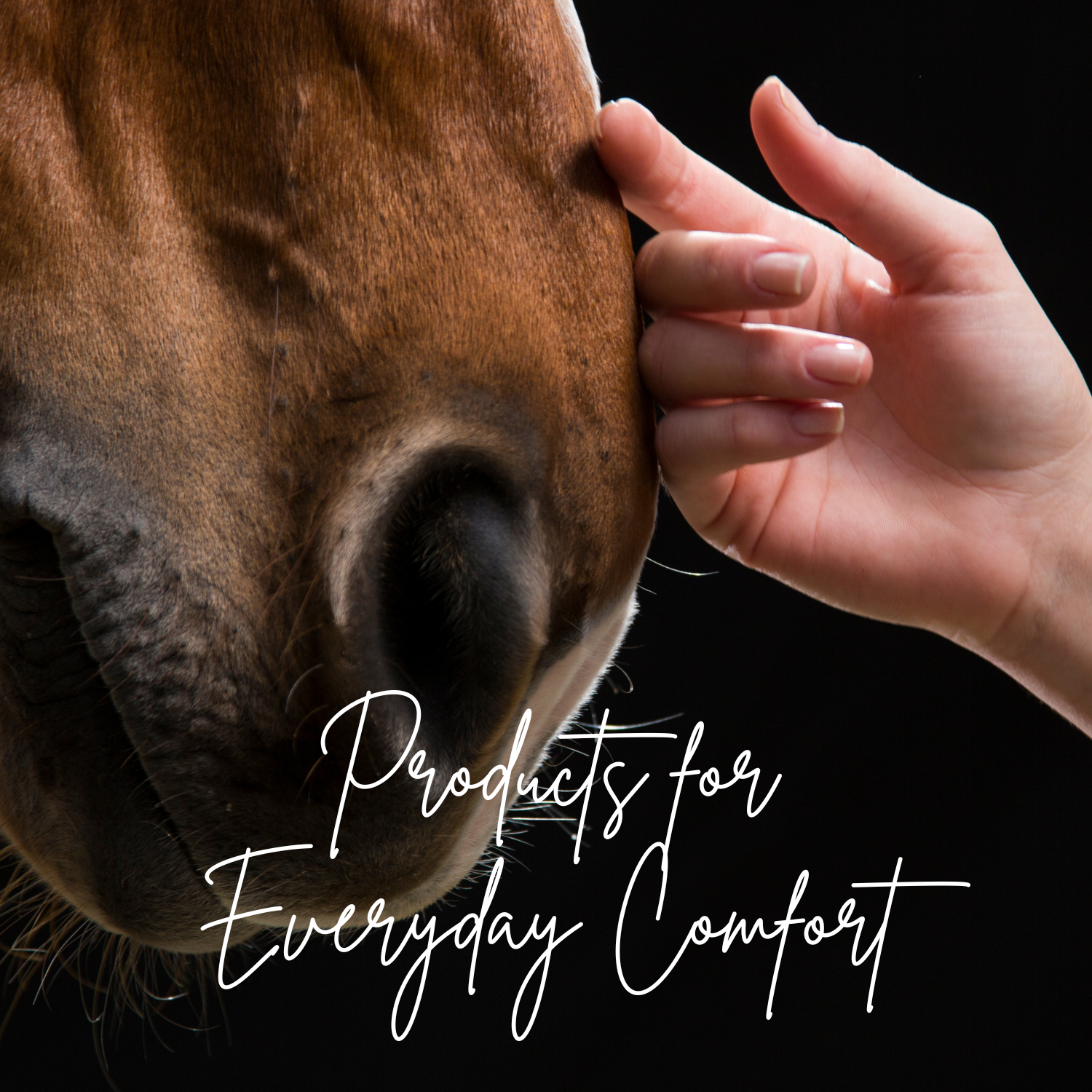 Close-up of a horse's face with a hand petting it, against a black background with text 'Products for Everyday Comfort'.